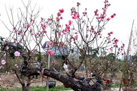 Hàng nghìn gốc đào nở bung, nông dân Hải Phòng 'khóc ròng'